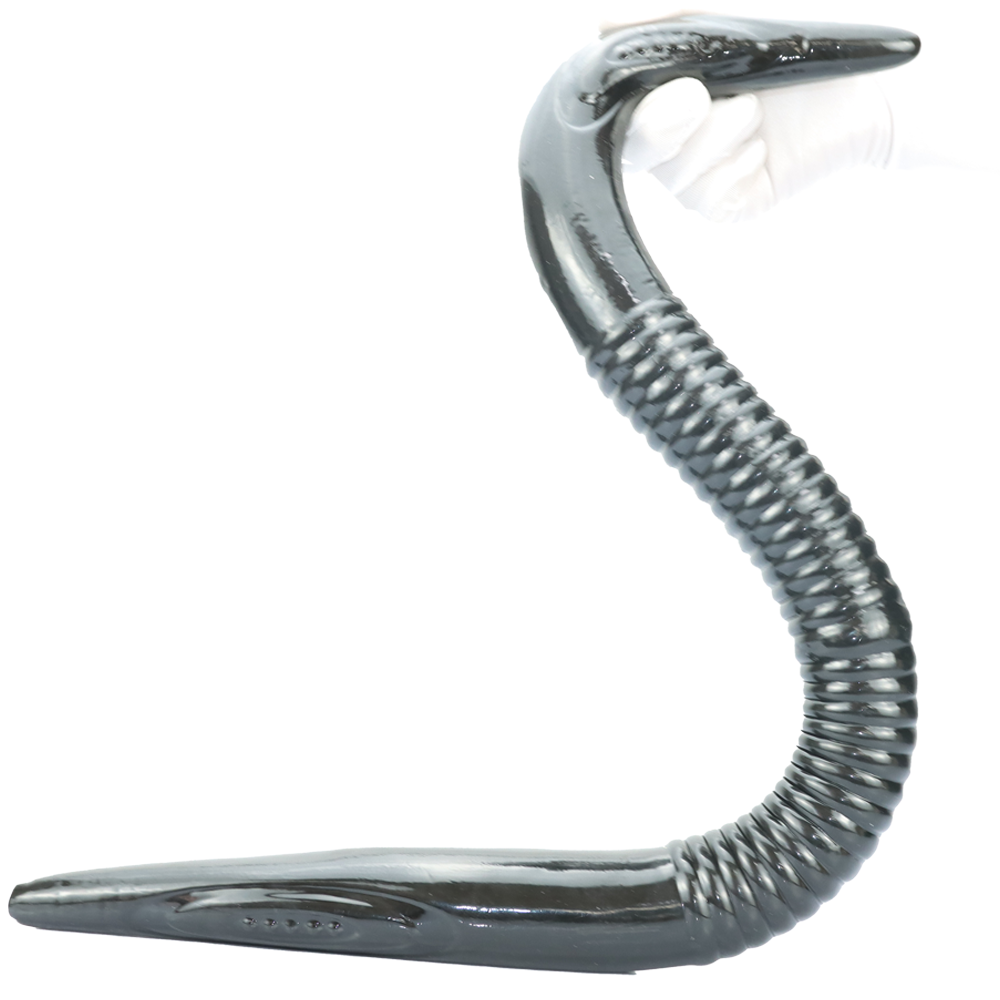 Moray 76cm Đầu Đôi Xám Khổng Lồ Điên Cuồng 